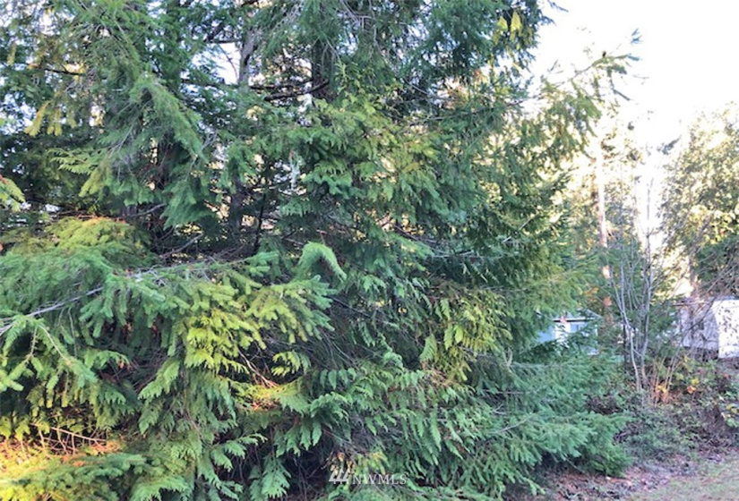 41 Wildwood, Brinnon, Washington 98320, ,Land,For Sale,Pleasant Tides Division 2,Wildwood,NWM1868022
