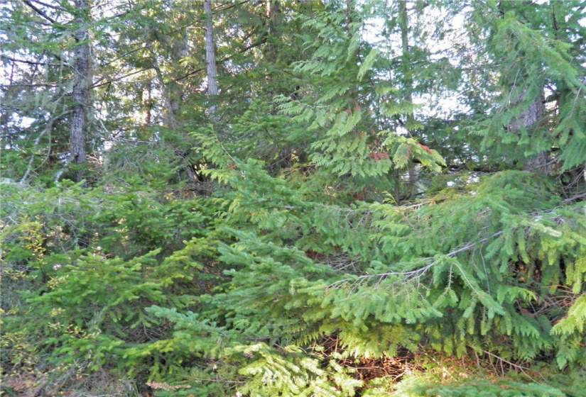 41 Wildwood, Brinnon, Washington 98320, ,Land,For Sale,Pleasant Tides Division 2,Wildwood,NWM1868022