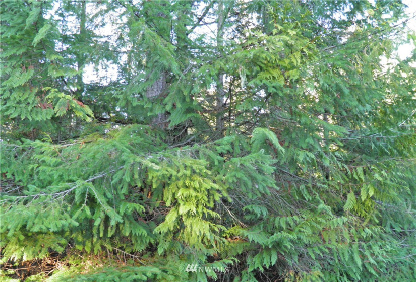 41 Wildwood, Brinnon, Washington 98320, ,Land,For Sale,Pleasant Tides Division 2,Wildwood,NWM1868022