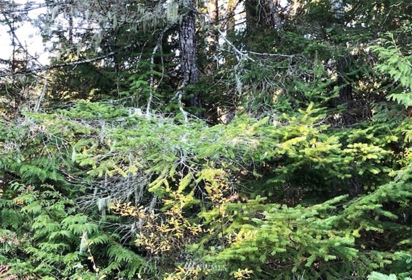 41 Wildwood, Brinnon, Washington 98320, ,Land,For Sale,Pleasant Tides Division 2,Wildwood,NWM1868022