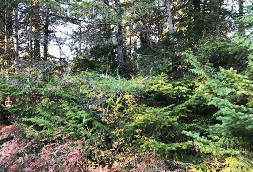 41 Wildwood, Brinnon, Washington 98320, ,Land,For Sale,Pleasant Tides Division 2,Wildwood,NWM1868022