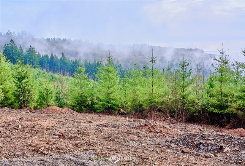 3105 Green Mountain, Kalama, Washington 98625, ,Land,For Sale,NA: Boundary Line Adjustment,Green Mountain,NWM1868209