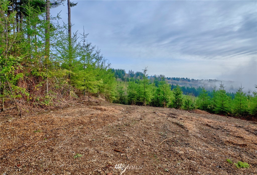 3105 Green Mountain, Kalama, Washington 98625, ,Land,For Sale,NA: Boundary Line Adjustment,Green Mountain,NWM1868209