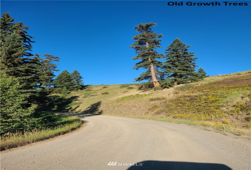 373 Mary Ann Creek #2, Oroville, Washington 98844, ,Land,For Sale,Mary Ann Creek #2,NWM1867505