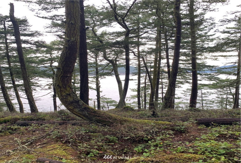 5 Pass View, Decatur Island, Washington 98211, ,Land,For Sale,Pass View,NWM1868382