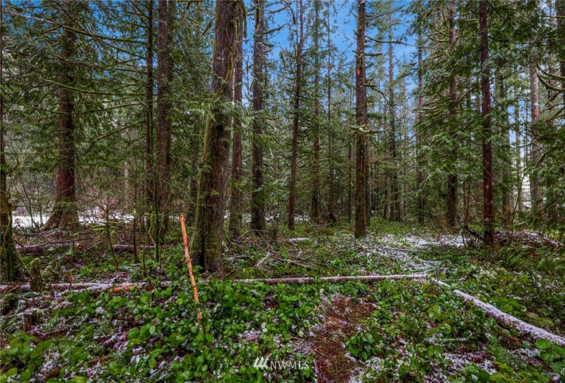7461 Mt Baker, Maple Falls, Washington 98266, ,Commercial Sale,For Sale,Mt Baker,NWM1868664