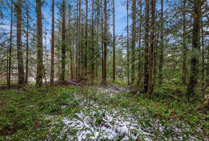 7461 Mt Baker, Maple Falls, Washington 98266, ,Commercial Sale,For Sale,Mt Baker,NWM1868664