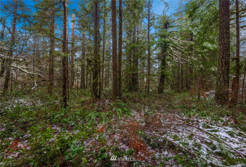 7461 Mt Baker, Maple Falls, Washington 98266, ,Commercial Sale,For Sale,Mt Baker,NWM1868664