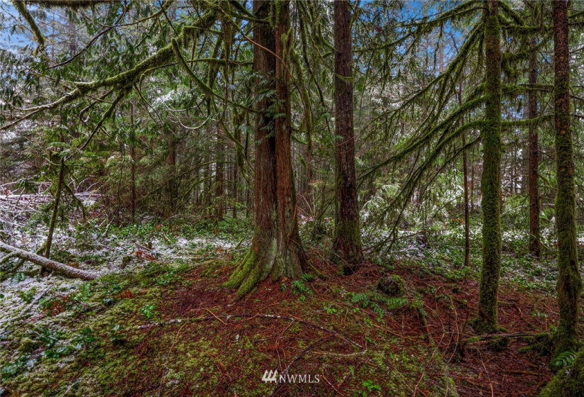 7461 Mt Baker, Maple Falls, Washington 98266, ,Commercial Sale,For Sale,Mt Baker,NWM1868664