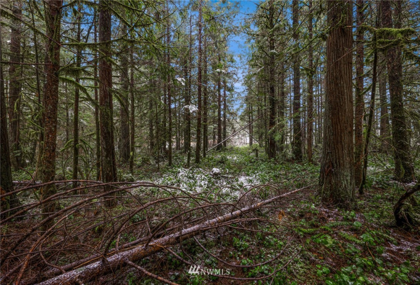 7461 Mt Baker, Maple Falls, Washington 98266, ,Commercial Sale,For Sale,Mt Baker,NWM1868664