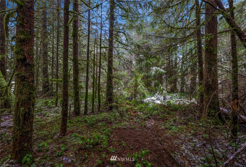 7461 Mt Baker, Maple Falls, Washington 98266, ,Commercial Sale,For Sale,Mt Baker,NWM1868664