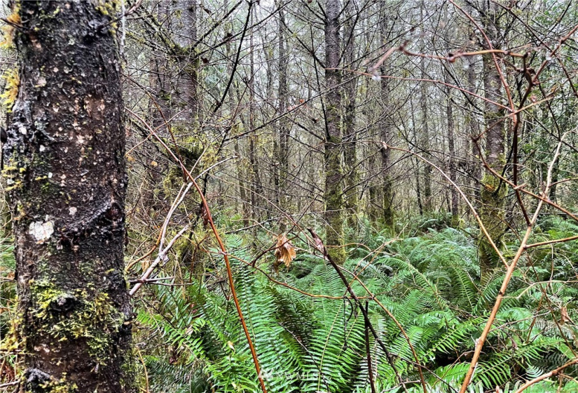 273 XS Old Pipeline Road, Monroe, Washington 98272, ,Land,For Sale,Old Pipeline Road,NWM1865257