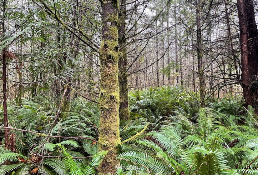 273 XS Old Pipeline Road, Monroe, Washington 98272, ,Land,For Sale,Old Pipeline Road,NWM1865257