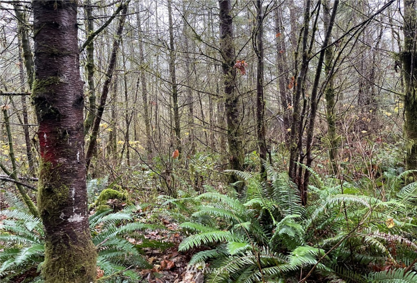 273 XS Old Pipeline Road, Monroe, Washington 98272, ,Land,For Sale,Old Pipeline Road,NWM1865257
