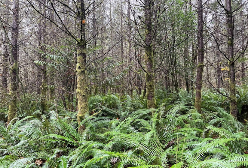 273 XS Old Pipeline Road, Monroe, Washington 98272, ,Land,For Sale,Old Pipeline Road,NWM1865257