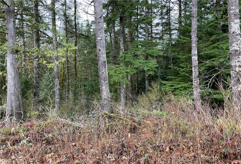 66 XA Woods Creek Road, Monroe, Washington 98272, ,Land,For Sale,Woods Creek Road,NWM1865331