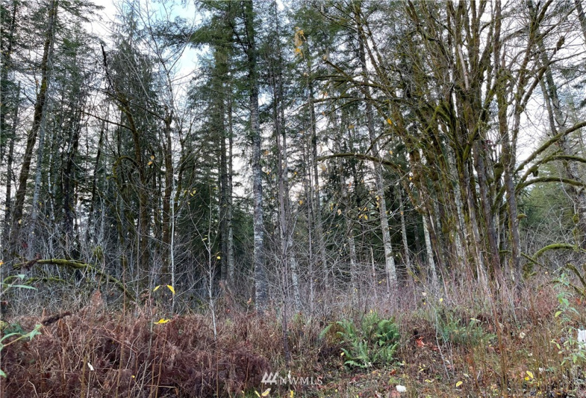 66 XA Woods Creek Road, Monroe, Washington 98272, ,Land,For Sale,Woods Creek Road,NWM1865331