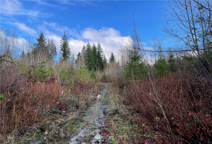 66 XA Woods Creek Road, Monroe, Washington 98272, ,Land,For Sale,Woods Creek Road,NWM1865331