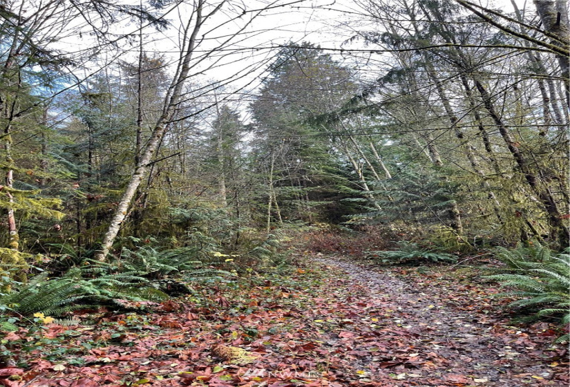 66 XC Woods Creek Road, Monroe, Washington 98272, ,Land,For Sale,Woods Creek Road,NWM1867349