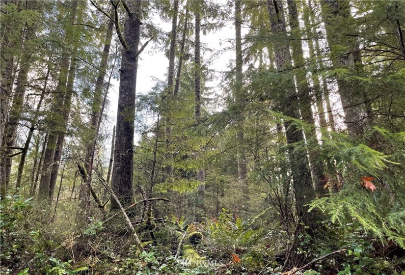 66 XC Woods Creek Road, Monroe, Washington 98272, ,Land,For Sale,Woods Creek Road,NWM1867349