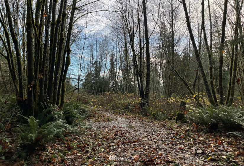 66 XC Woods Creek Road, Monroe, Washington 98272, ,Land,For Sale,Woods Creek Road,NWM1867349