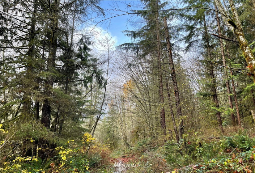 66 XC Woods Creek Road, Monroe, Washington 98272, ,Land,For Sale,Woods Creek Road,NWM1867349