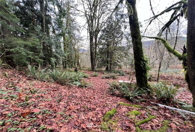 25602 Tiger Mountain, Issaquah, Washington 98027, ,Land,For Sale,Tiger Mountain,NWM1869584