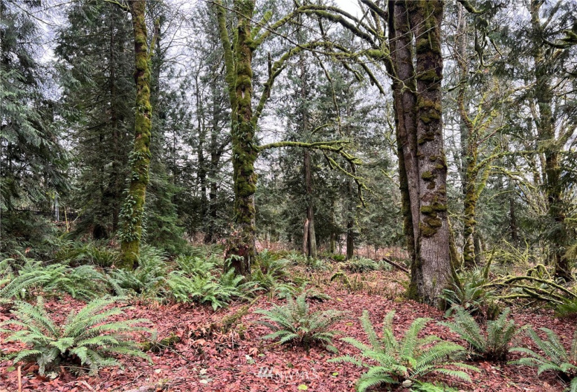 25602 Tiger Mountain, Issaquah, Washington 98027, ,Land,For Sale,Tiger Mountain,NWM1869584