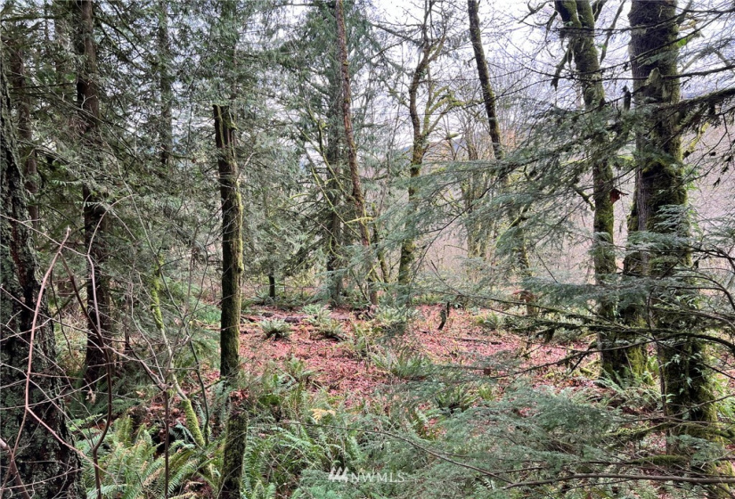 25602 Tiger Mountain, Issaquah, Washington 98027, ,Land,For Sale,Tiger Mountain,NWM1869584