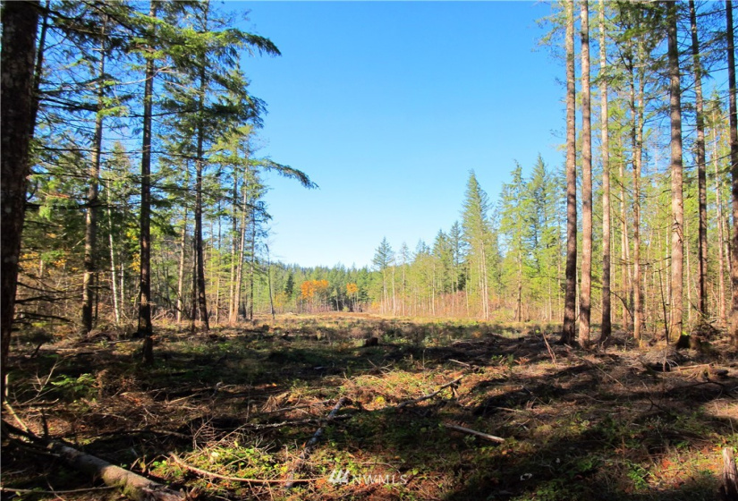 8720 Greentree, Maple Falls, Washington 98266, ,Land,For Sale,Hill No 1 Short Plat,Greentree,NWM1868966