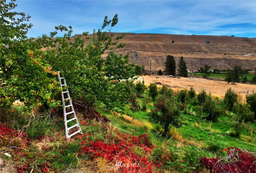 987 A Highway 153, Methow, Washington 98834, ,Land,For Sale,LR Bolinger Plat No 1,Highway 153,NWM1869599