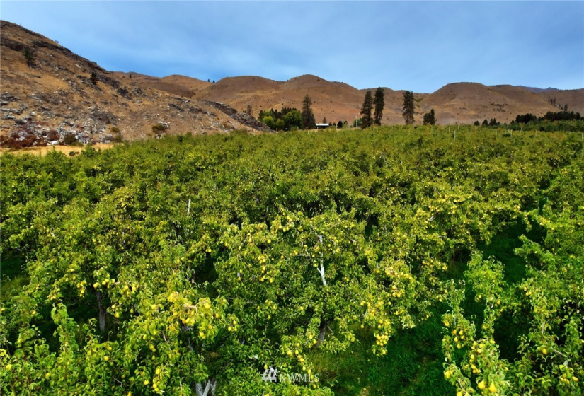 987 A Highway 153, Methow, Washington 98834, ,Land,For Sale,LR Bolinger Plat No 1,Highway 153,NWM1869599