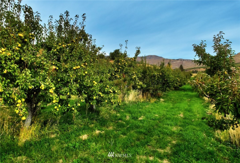 987 B Highway 153, Methow, Washington 98834, ,Land,For Sale,LR Bolinger Plat No 1,Highway 153,NWM1869602