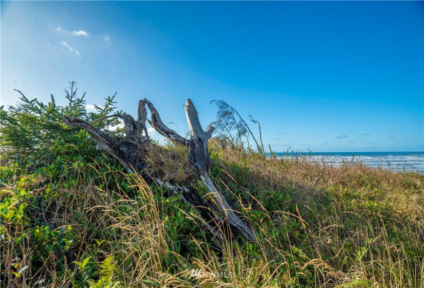 0 Chauncey, Pacific Beach, Washington 98571, ,Land,For Sale,Roosevelt Ridge Estates,Chauncey,NWM1870015