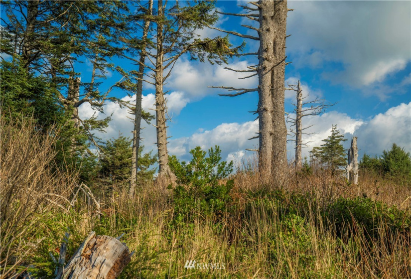 0 Chauncey, Pacific Beach, Washington 98571, ,Land,For Sale,Roosevelt Ridge Estates,Chauncey,NWM1870015