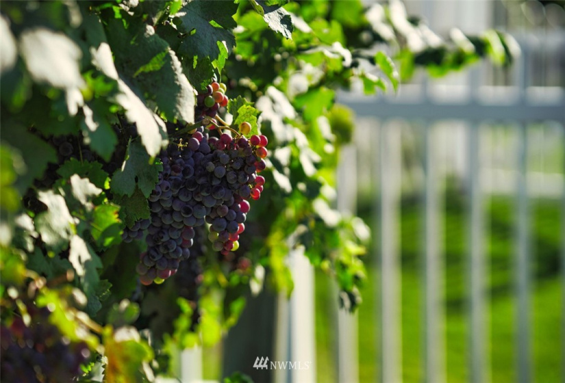 1 Vineyard, Wenatchee, Washington 98801, ,Commercial Sale,For Sale,Vineyard,NWM1870073
