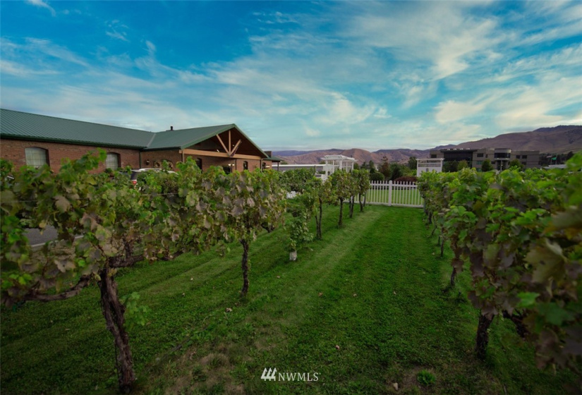 1 Vineyard, Wenatchee, Washington 98801, ,Commercial Sale,For Sale,Vineyard,NWM1870073