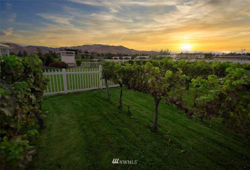 1 Vineyard, Wenatchee, Washington 98801, ,Commercial Sale,For Sale,Vineyard,NWM1870073