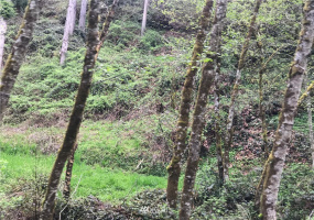 0 Grim, Kelso, Washington 98626, ,Land,For Sale,KELSO OUTLOT,Grim,NWM1870512