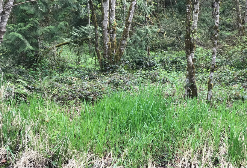 0 Grim, Kelso, Washington 98626, ,Land,For Sale,KELSO OUTLOT,Grim,NWM1870512