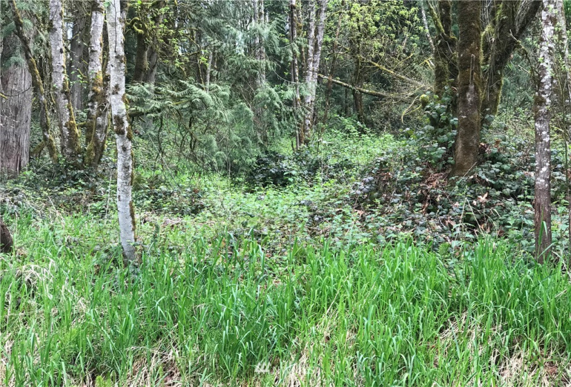 0 Grim, Kelso, Washington 98626, ,Land,For Sale,KELSO OUTLOT,Grim,NWM1870512