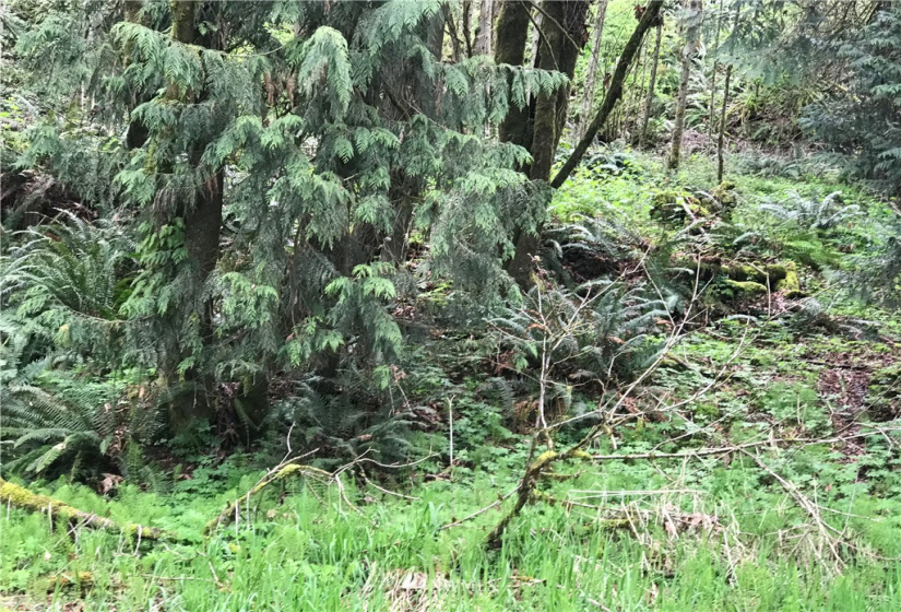 0 Grim, Kelso, Washington 98626, ,Land,For Sale,KELSO OUTLOT,Grim,NWM1870512