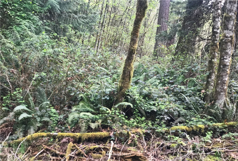 0 Grim, Kelso, Washington 98626, ,Land,For Sale,KELSO OUTLOT,Grim,NWM1870512