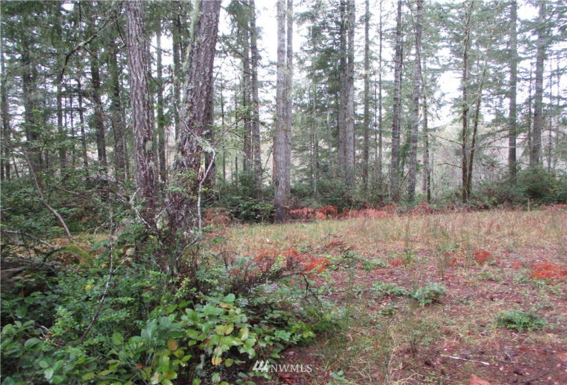 0 Lot 4 of SP #2160 (R) PTN NW NE 23-21-2, Grapeview, Washington 98546, ,Land,For Sale,SP #2160 (R) PTN NW NE 23-21-2,NWM1870550