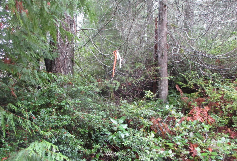 0 Lot 4 of SP #2160 (R) PTN NW NE 23-21-2, Grapeview, Washington 98546, ,Land,For Sale,SP #2160 (R) PTN NW NE 23-21-2,NWM1870550