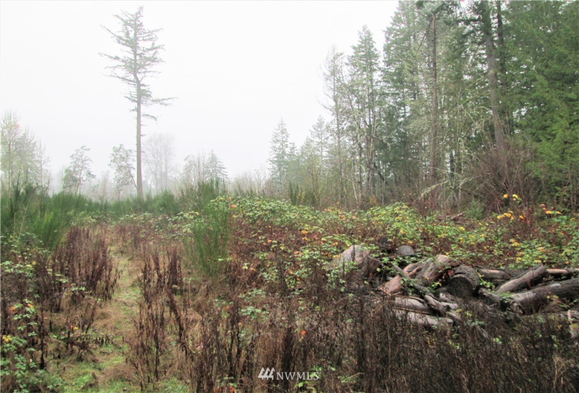3814 Reeves, Longbranch, Washington 98351, ,Land,For Sale,Reeves,NWM1870213