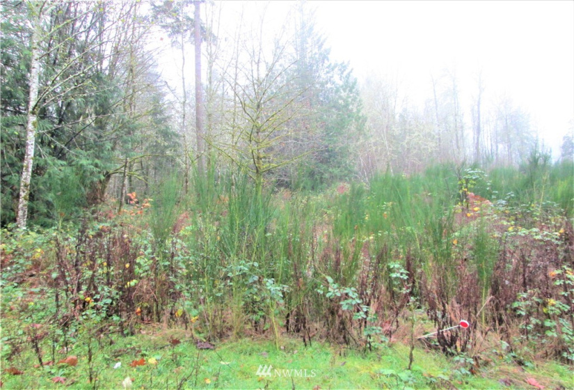 3814 Reeves, Longbranch, Washington 98351, ,Land,For Sale,Reeves,NWM1870213