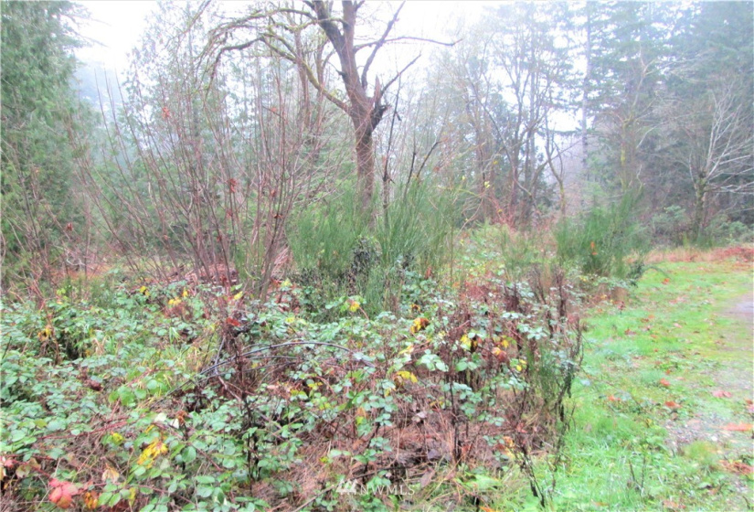 3814 Reeves, Longbranch, Washington 98351, ,Land,For Sale,Reeves,NWM1870213