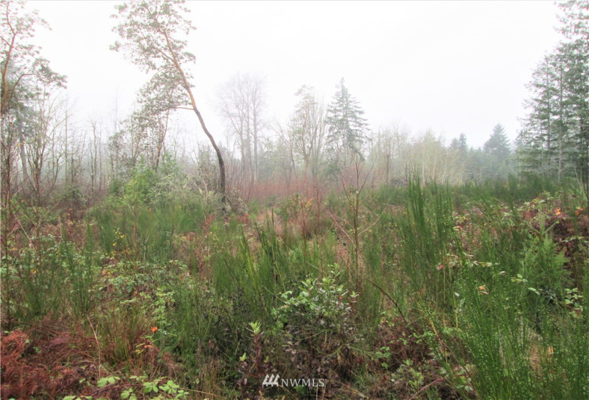 3814 Reeves, Longbranch, Washington 98351, ,Land,For Sale,Reeves,NWM1870213
