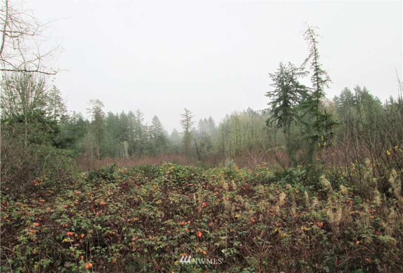 3814 Reeves, Longbranch, Washington 98351, ,Land,For Sale,Reeves,NWM1870213